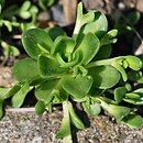 Orostachys malacophyllus