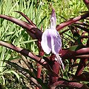 Roscoea Spice Island