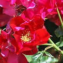 Rosa hort. Dortmund