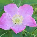 Rosa hort. Przelewice