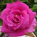 Rosa hort. Show Time