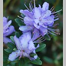Rhododendron ×edgarianum (różanecznik Edgara)