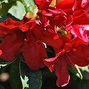Rhododendron hort. Elisabeth Hobbie
