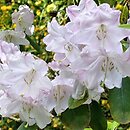 Rhododendron hort. Grupa '9a Fortunei'
