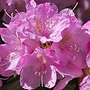 Rhododendron japonoheptamerum var. hondoense (różanecznik Metternicha)