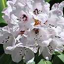 Rhododendron purdomii (różanecznik Purdoma)