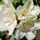 Rhododendron hort. Grupa '11a Wardii'