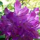 Rhododendron hort. Bolesław Chrobry