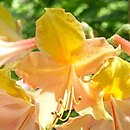Rhododendron hort. Goldlack