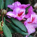 Rhododendron hort. Julischka