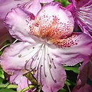 Rhododendron hort. Kazimierz Odnowiciel