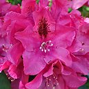 Rhododendron hort. Mieszko I