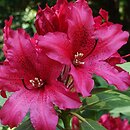 Rhododendron hort. Tarragona