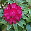 Rhododendron hort. Władysław Jagiełło
