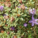 Rhododendron nitidulum var. omeiense