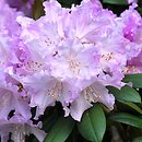 Rhododendron hort. Caroline Allbrook
