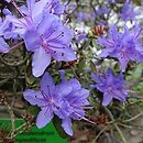 Rhododendron impeditum Dais Catinifolia