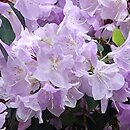 Rhododendron oreotrephes (różanecznik górski)