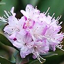 Rhododendron hort. Grupa '23a Racemosum'