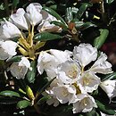 Rhododendron hort. Grupa '3a Yakushimanum'