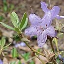 Rhododendron yungningense (różanecznik jungningeński)