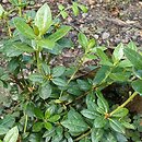 Rhododendron moupinense (różanecznik moupiński)