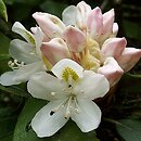 Rhododendron hort. Grupa '2b Maximum'