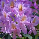 Rhododendron hort. Grupa '1a Ponticum'