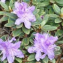 Rhododendron hippophaeoides Blue Silver