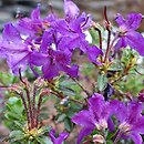 Rhododendron saluenense var. prostratum (różanecznik salueneński)