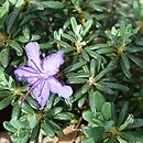 Rhododendron complexum (różanecznik splątany)