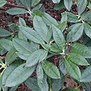 Rhododendron argyrophyllum (różanecznik srebrnolistny)