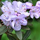 Rhododendron fastigiatum (różanecznik wyprostowany)