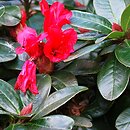 Rhododendron hort. Abendrot