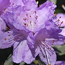 Rhododendron hort. Amethyst