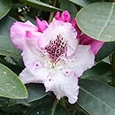 Rhododendron hort. Andrea