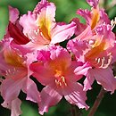 Rhododendron hort. Antoni