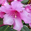 Rhododendron hort. April Glow