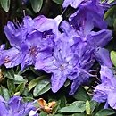 Rhododendron hort. Aquamarin