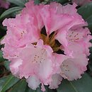 Rhododendron hort. Arabella