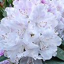 Rhododendron hort. Arno