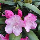 Rhododendron hort. Atlantis