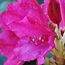 Rhododendron hort. August Lamken