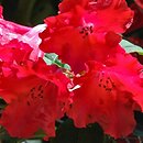 Rhododendron hort. Bad Eilsen