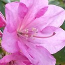 Rhododendron hort. Bajazzo