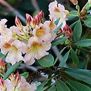 Rhododendron hort. Bernstein