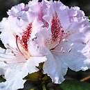 Rhododendron hort. Bettys Bells