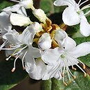 Rhododendron hort. Billy Novinka
