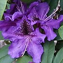 Rhododendron hort. Blue Boy