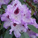 Rhododendron hort. Blue Peter